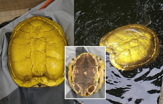 义工已将受害龟只救起，试图为它去除油漆后，再供有心人领养。香港弃龟关注组fb