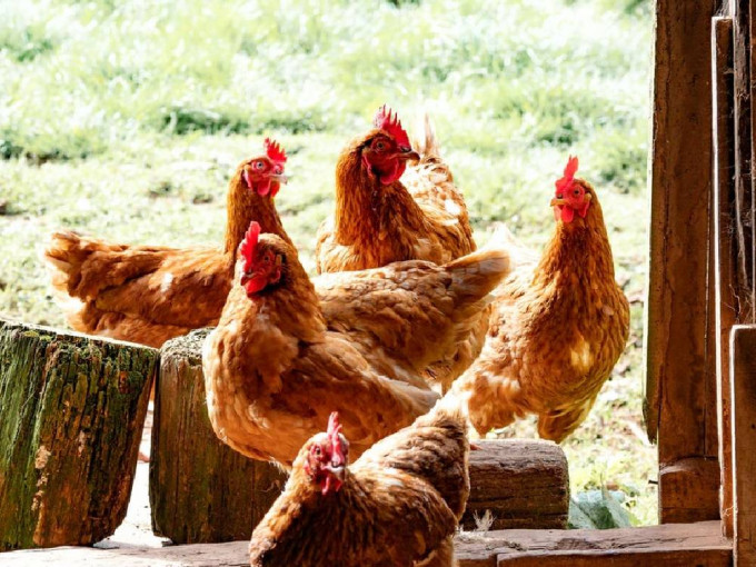 越南廣治省爆發高致病性H5N8禽流感，政府宣佈即時暫停從該地區進口禽肉及禽類產品。資料圖片