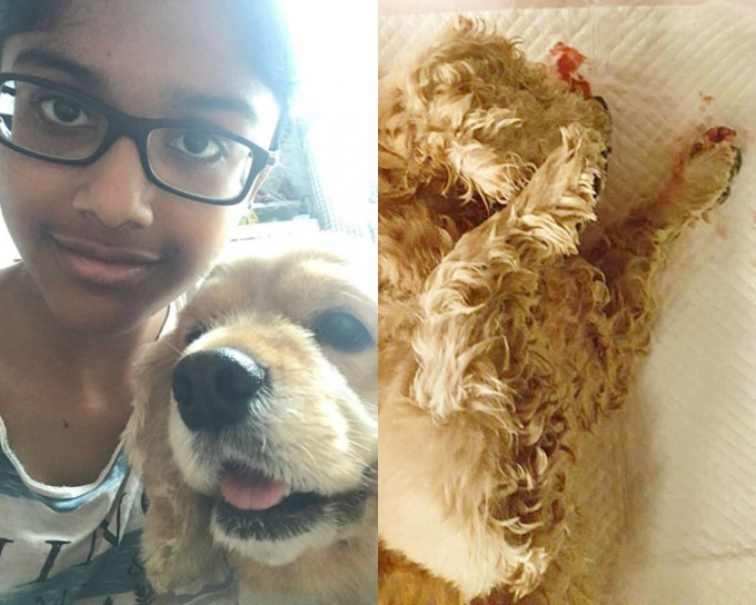 莎芭娜的爱犬未上机已死亡。网上图片