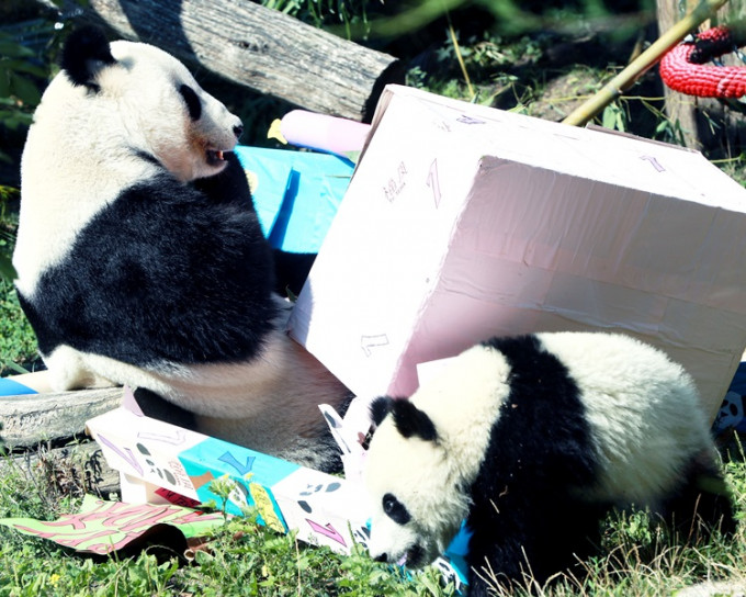 阳阳与熊猫宝宝玩生日礼物。新华社