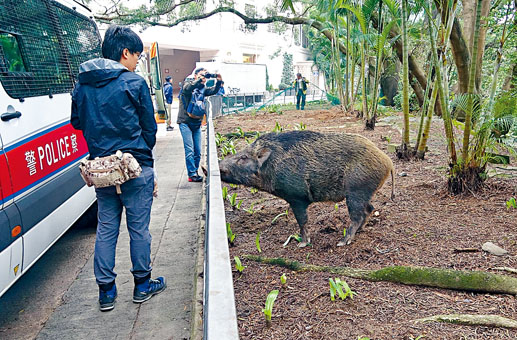 本港各区不时有野猪出没。　