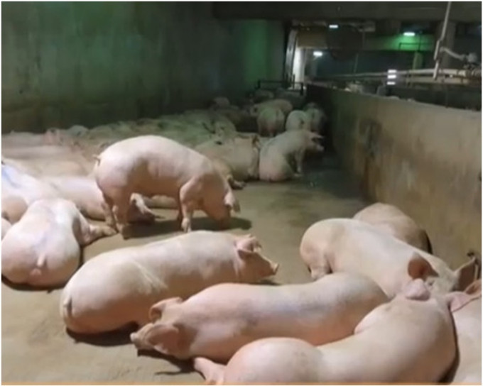 内蒙古病豬來自遼寧。資料圖片