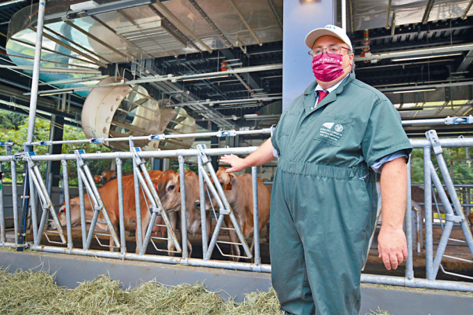 農場經理Eryl Done表示，場內二十四隻牛預料明年三月前分娩。