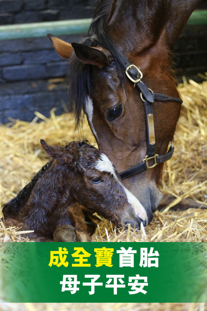 成全寶生日前夕誕下首胎 星島日報 成全寶生日前夕誕下首胎 星島日報