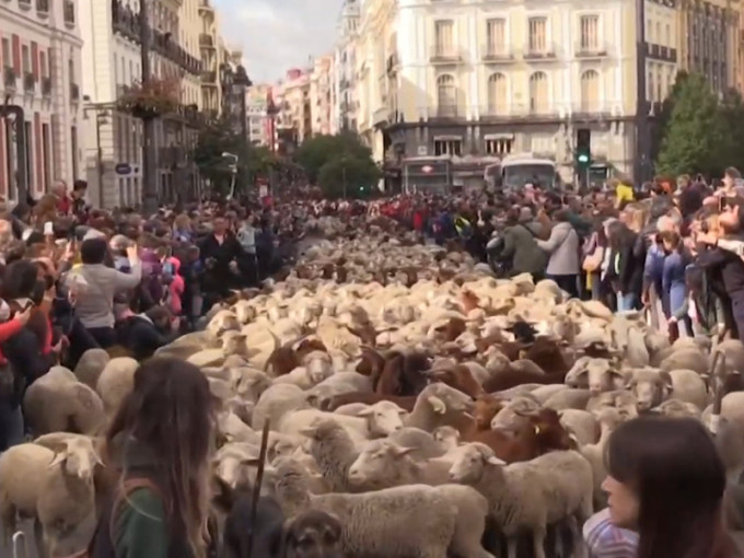 多達2000隻的綿羊昨天（20日）塞滿西班牙馬德里市中心繁忙的街道。（youtube截圖）
