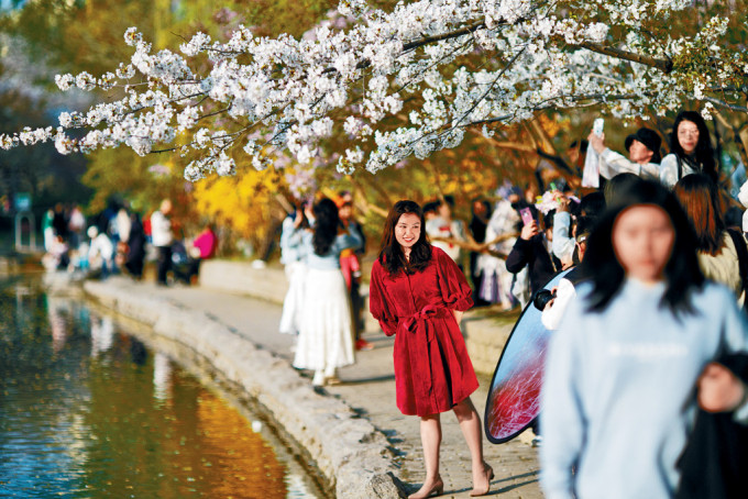 游客昨日在北京玉渊潭公园赏花游玩。