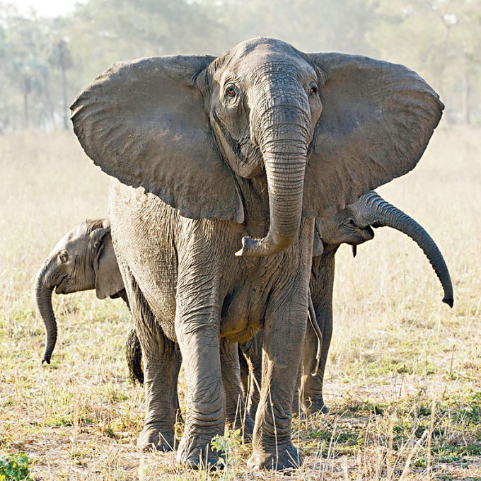 ■莫桑比克戈龙戈萨内一头没有象牙的母象。