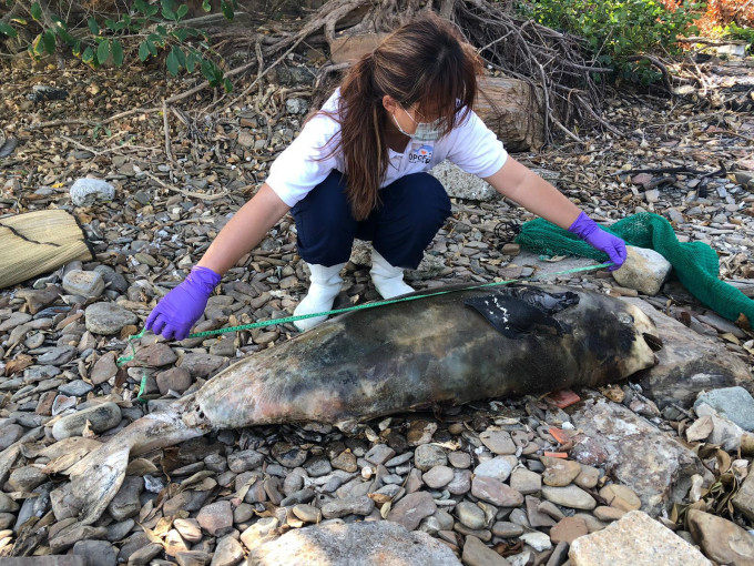 東平洲發現江豚屍體。香港海洋公園保育基金提供