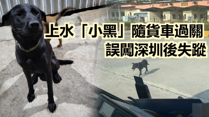 狗只「小黑」在4月8日跟随货车经皇岗口岸跑进深圳，最后于福田失踪。「香港动物报」图片