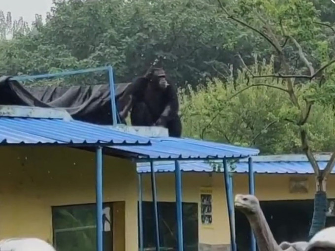 合肥市野生动物园一只大猩猩从兽舍内脱逃， 被封堵在园内已被控制 。（网图）