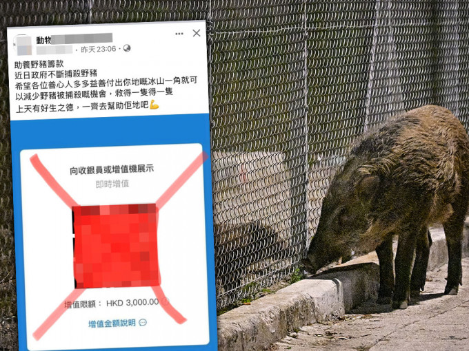 有網民聲稱「助養野豬」在網上發起眾籌，其後有關貼文已被刪除。