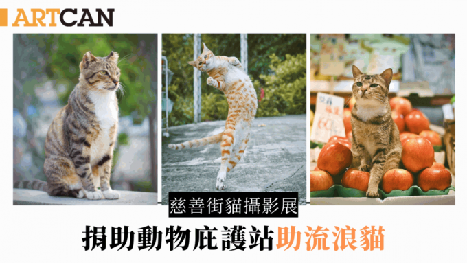 慈善街猫摄影展｜大会堂#bistrocity办香港街猫摄影展 捐助动物庇护站助流浪猫