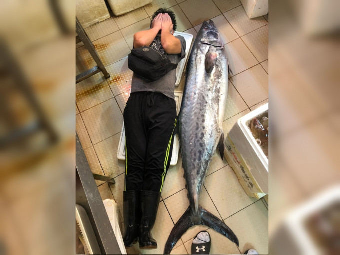 大埔街市某魚檔亦出現一條「超級大鮫魚」。香港街市魚類海鮮研究社FB圖片