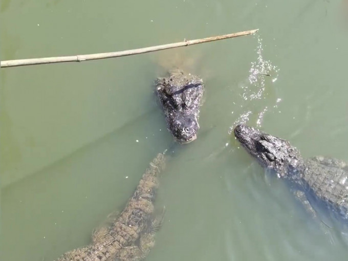 有游客用竹竿拍打湖里的扬子鳄。