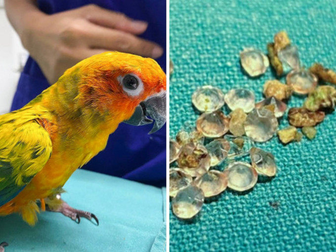 泰国曼谷1只8个月大的太阳鹦鹉吞下饲主21颗钻石。网上图片