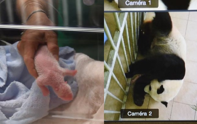 园方指，第二胎大熊猫BB（图左）健康良好，体重有142.4克。