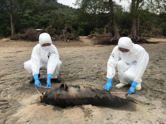 搁浅个案为年幼雌性江豚，身体严重腐烂。香港海洋公园保育基金提供