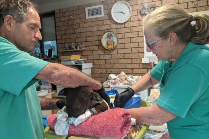 澳洲新南威爾斯省一對夫婦在家成立臨時燒燙傷中心，收容及治療受傷的樹熊。（電視截圖）