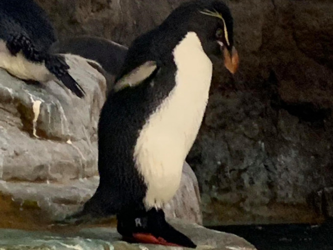 美国圣路易斯动物园为一只患有关节炎的企鹅穿上特制靴子。网上图片