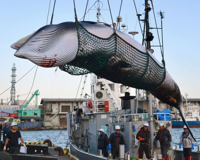日本打算重啟商業捕鯨活動。AP