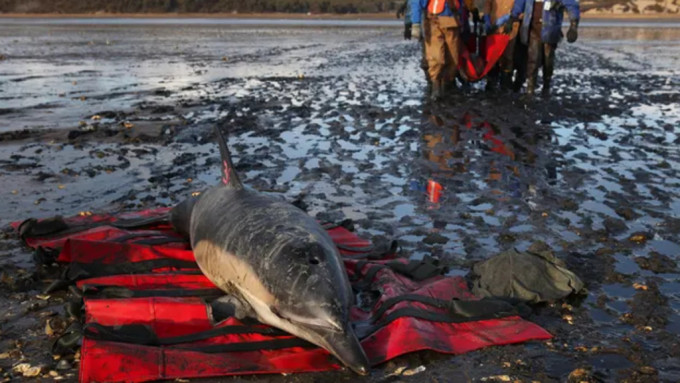 美国麻省有125条海豚集体搁浅，逾百救援人员努力协助它们脱困。美联社