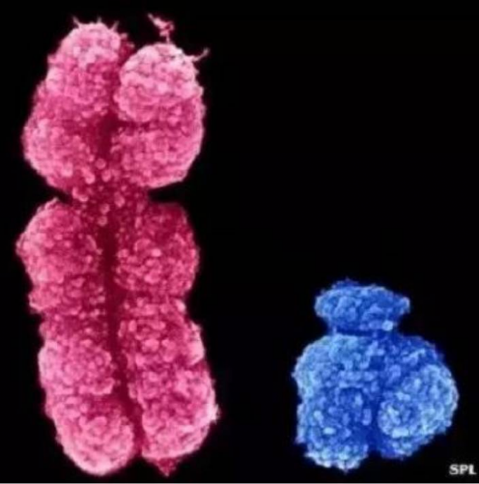 Y染色體丟失了大部分基因，長度也只有X染色體的三分之一。
