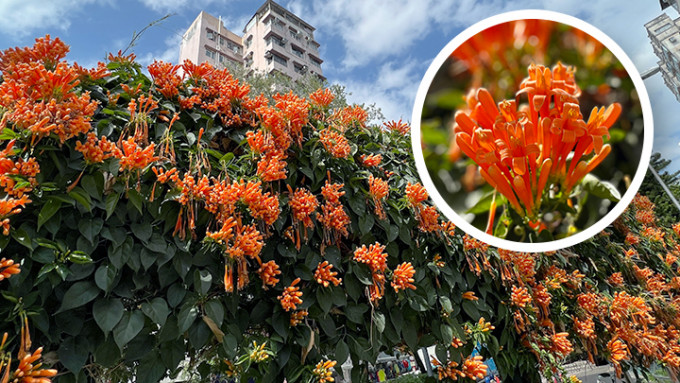 三月花蕾串串的炮仗花爆放，橙紅色的花朵如爆竹般鮮艷奪目，令人驚豔。