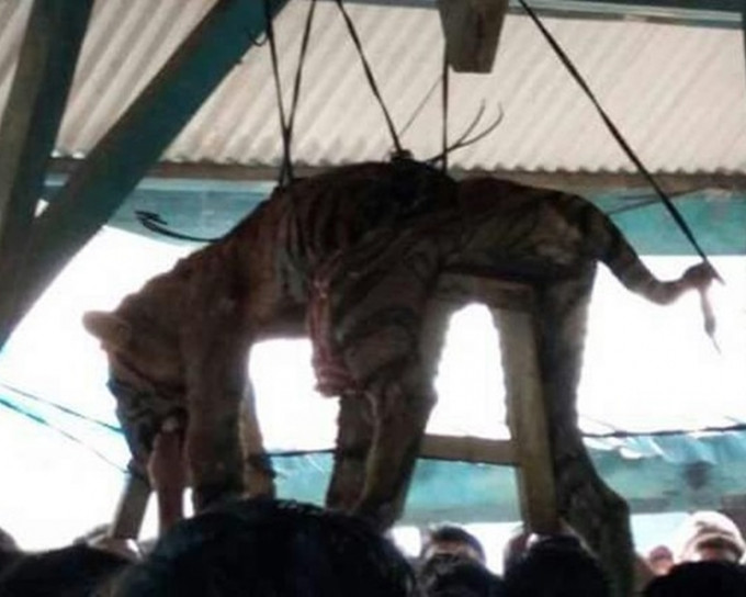 村民在公共会堂的天花板上悬挂了一头雄性苏门答腊虎皮。网图