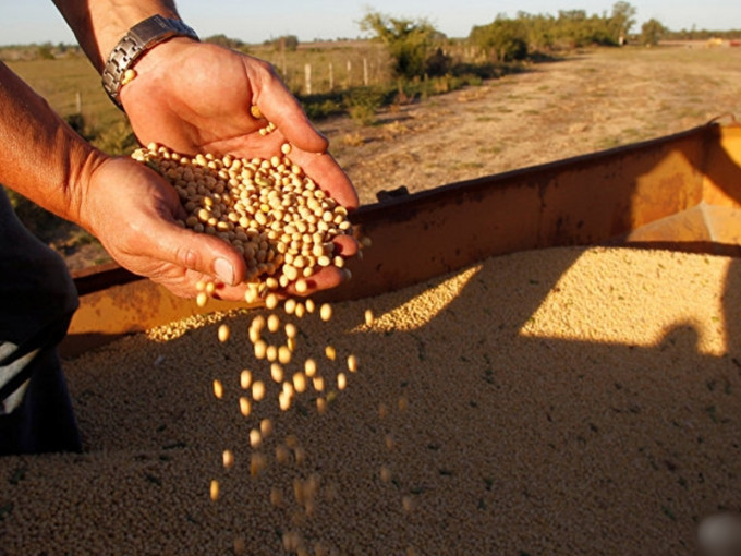 中國再向美國購買約30萬噸大豆。（網圖）