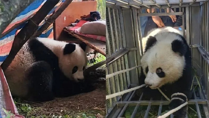 野生大熊貓多次闖民居原來是求救，現正接受治療。