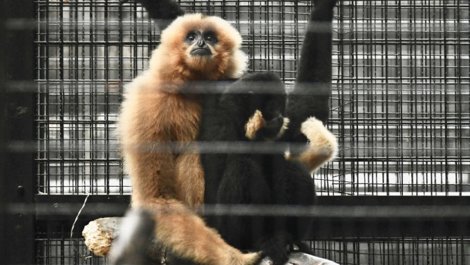 香港動植物公園園內累計已有11隻猴子死亡。