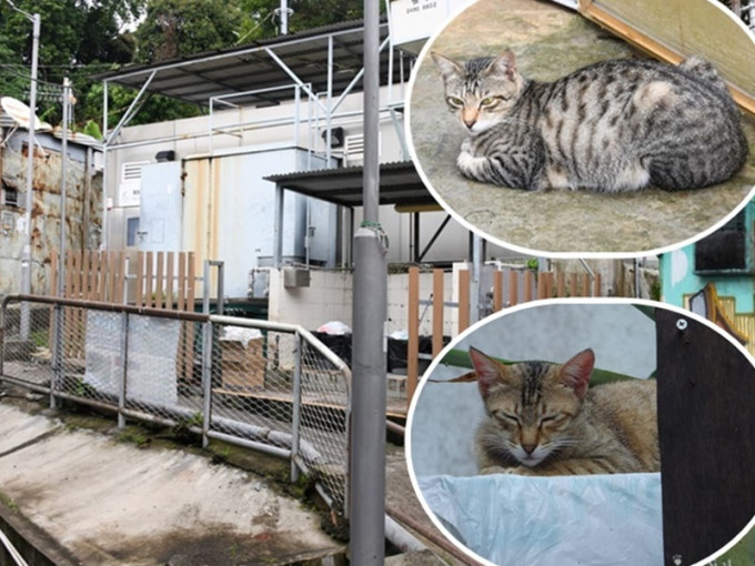 村內公廁及垃圾站附近，有數隻貓在散步或坐下休息。