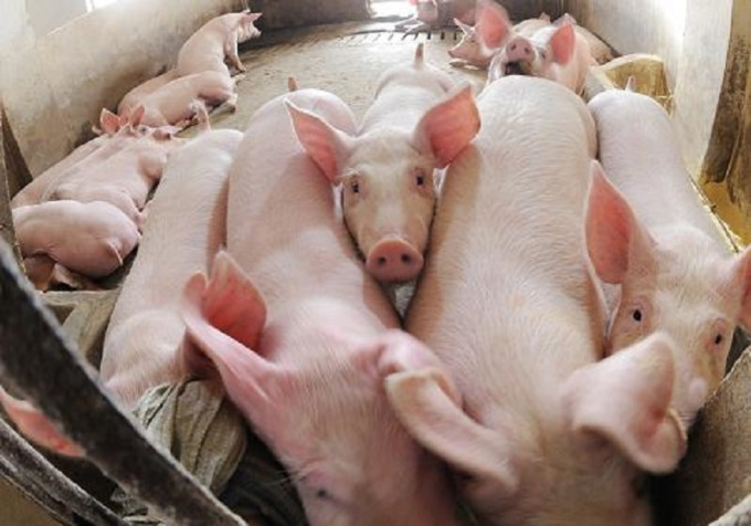 云林县麦寮乡养猪数多达30万。新华社图片
