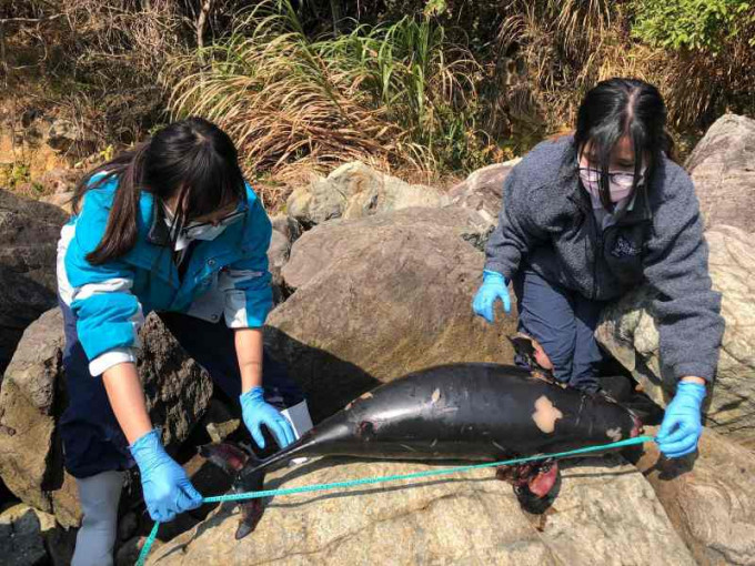 该条年幼江豚尸体属严重腐烂左边有明显伤痕。图:香港海洋公园保育基金