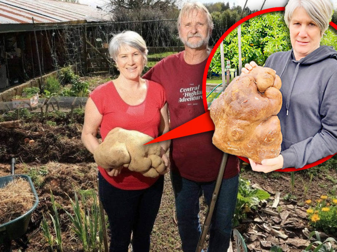 這對夫妻在農場挖出重達7.9公斤的薯仔。互聯網圖片