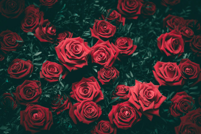 玫瑰花不僅可供觀賞花，含苞待放的花蕾更是良藥。（Biel Morro ／ Unsplash圖片）