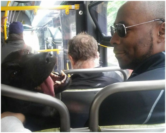 巴士司机或乘客都认得「日蚀」，当它是朋友一样。 Eclipse Seattle's Bus Riding Dog fb图片