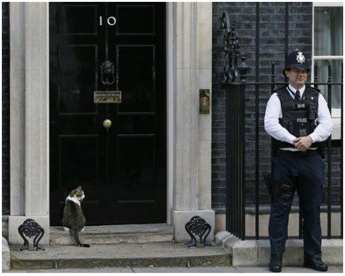 「第一貓」拉里仍居於唐寧街10號首相府內。AP圖片