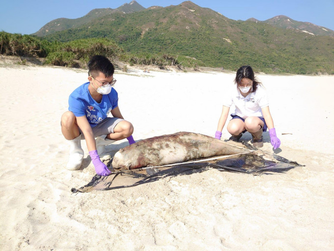 搁浅江豚，尸体已严重腐烂。香港海洋公园保育基金提供