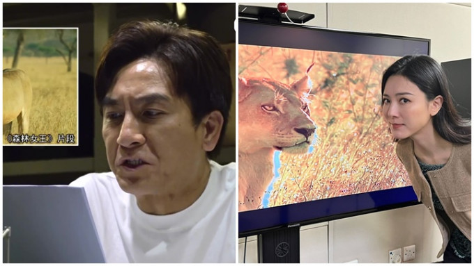 BBC野生動物紀錄片《Serengeti》粵語配音版《森林女王》，找來《新聞女王》班底聲演。