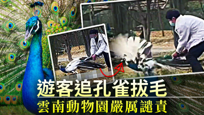 云南野生动物园内游客追孔雀拔毛。网图及unsplash图片