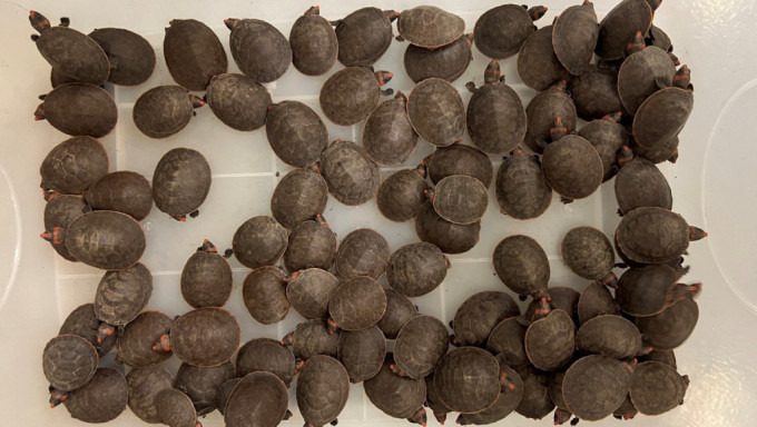 漁護署檢獲492隻屬瀕危物種紅頭側頸龜 市值300萬