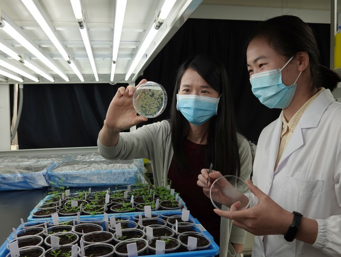 莊小紅教授(左)與博士研究生馮蘭蘭在植物房栽種「擬南芥」植物。