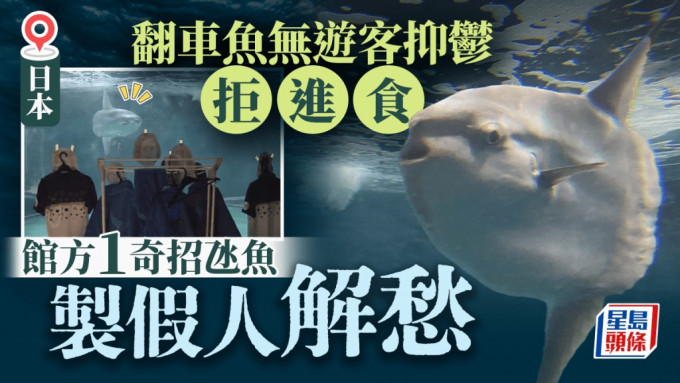 日本水族館翻車魚因沒遊客抑鬱 飼養員製假人解愁