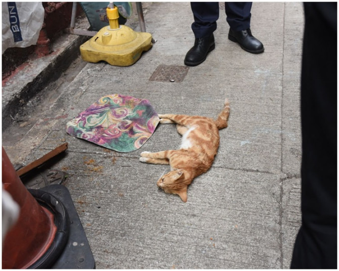 两头猫咪身上同样有血痕伤口。梁国峰摄