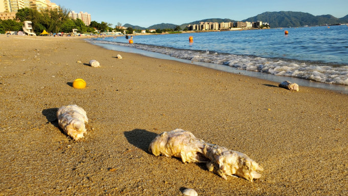 黃金泳灘去年7月離奇浮現一堆豬手及雞翼。資料圖片