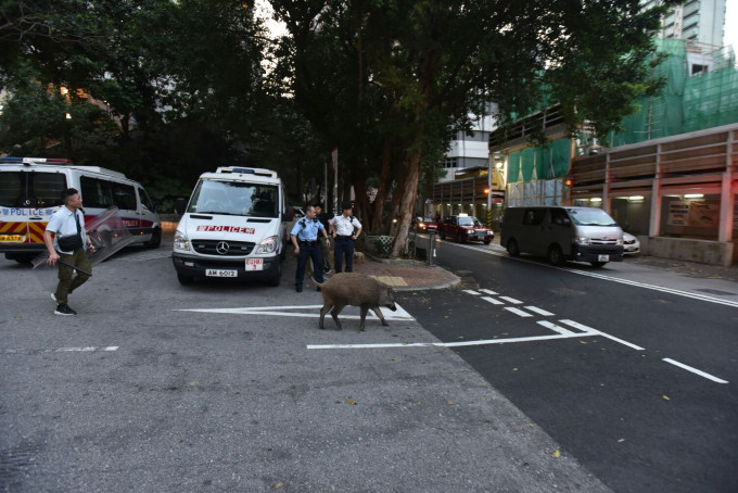 野猪其后突破警方防线。