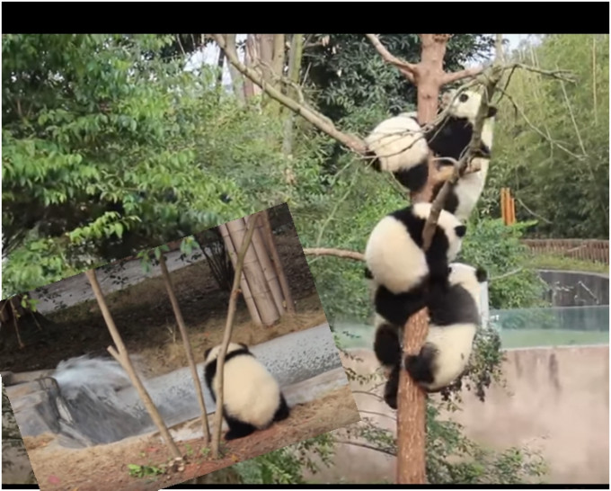 熊猫宝宝爬上树后，成为一串熊猫版冰糖葫芦。网图