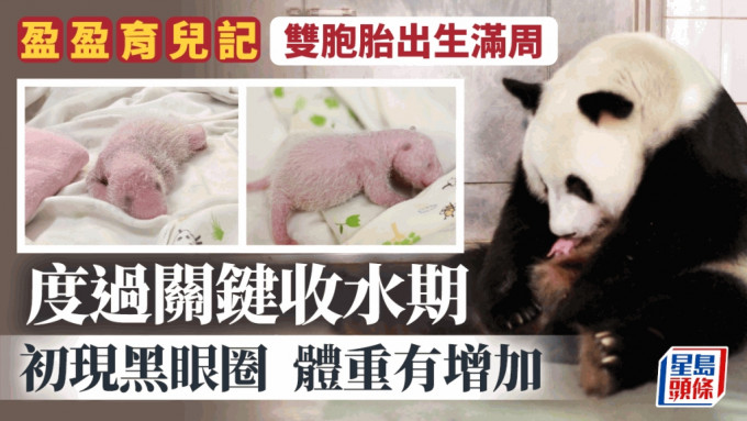 港产大熊猫｜出生一周度过「收水期」健康渐趋稳定 黑眼圈黑耳隐约可见