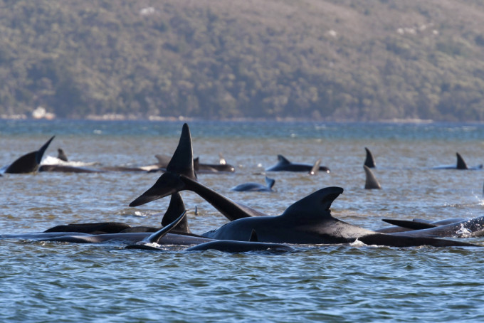 澳洲海岸二百多条鲸鱼搁浅。AP图片